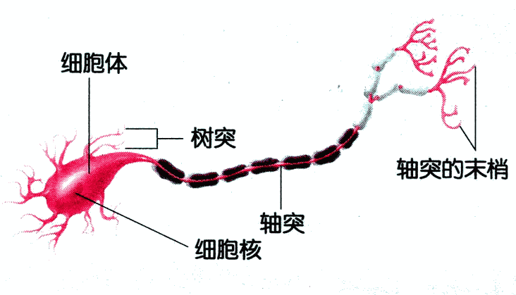 人类神经网络Neural network 11